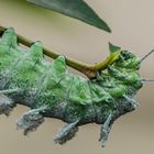 Raupe des Atlasspinner (Attacus atlas)