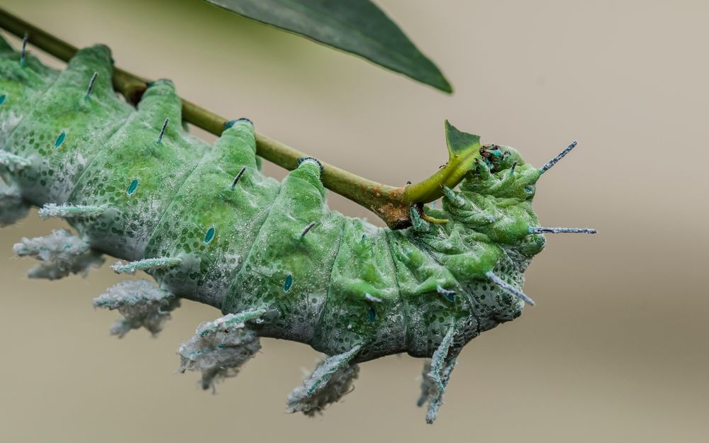 Raupe des Atlasspinner (Attacus atlas)