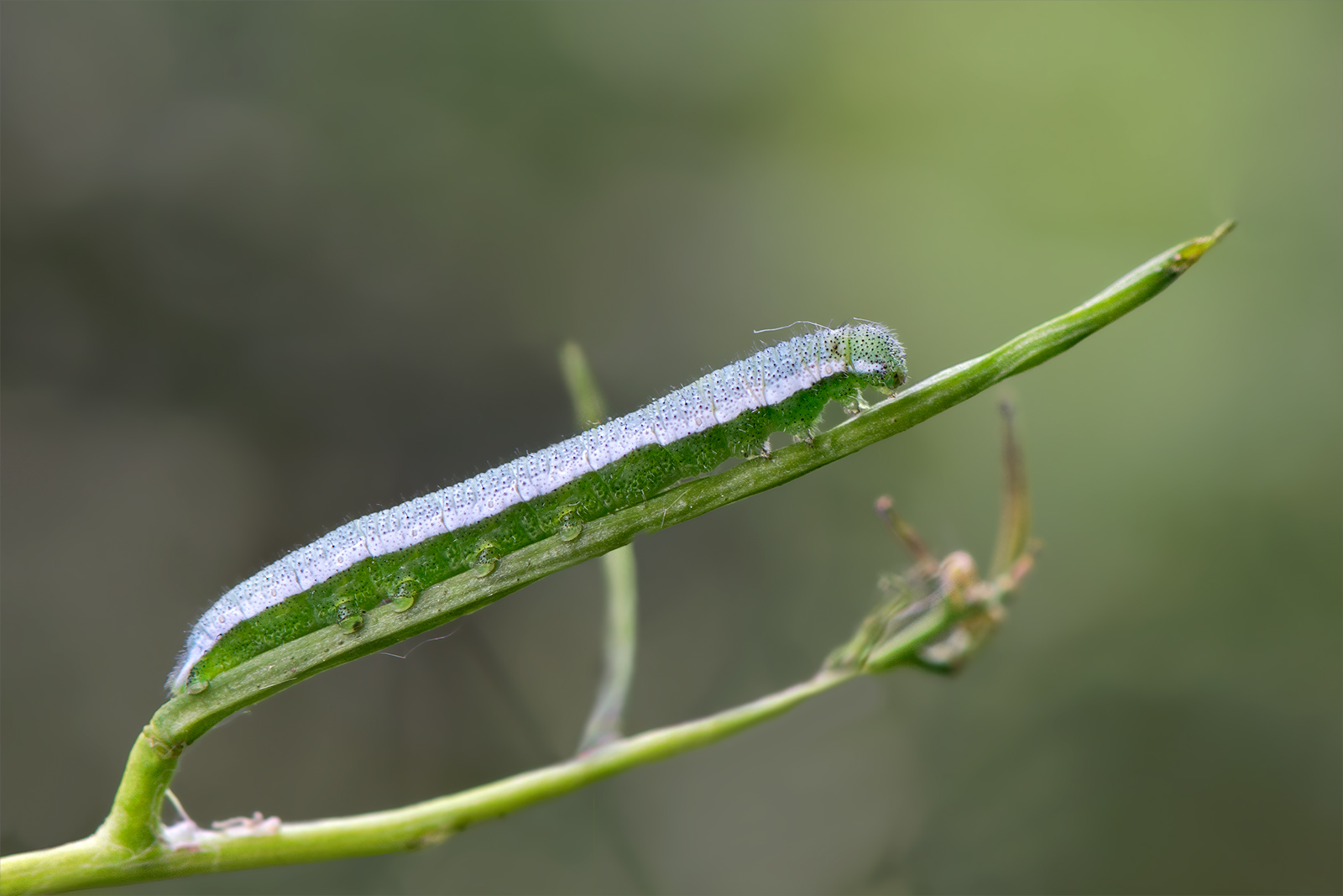 Raupe des Aurorafalters