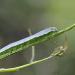 Raupe des Aurorafalters