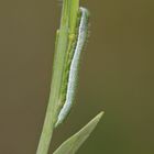 Raupe des Aurorafalters (Anthocharis cardamines).....