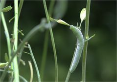 Raupe des Aurorafalters