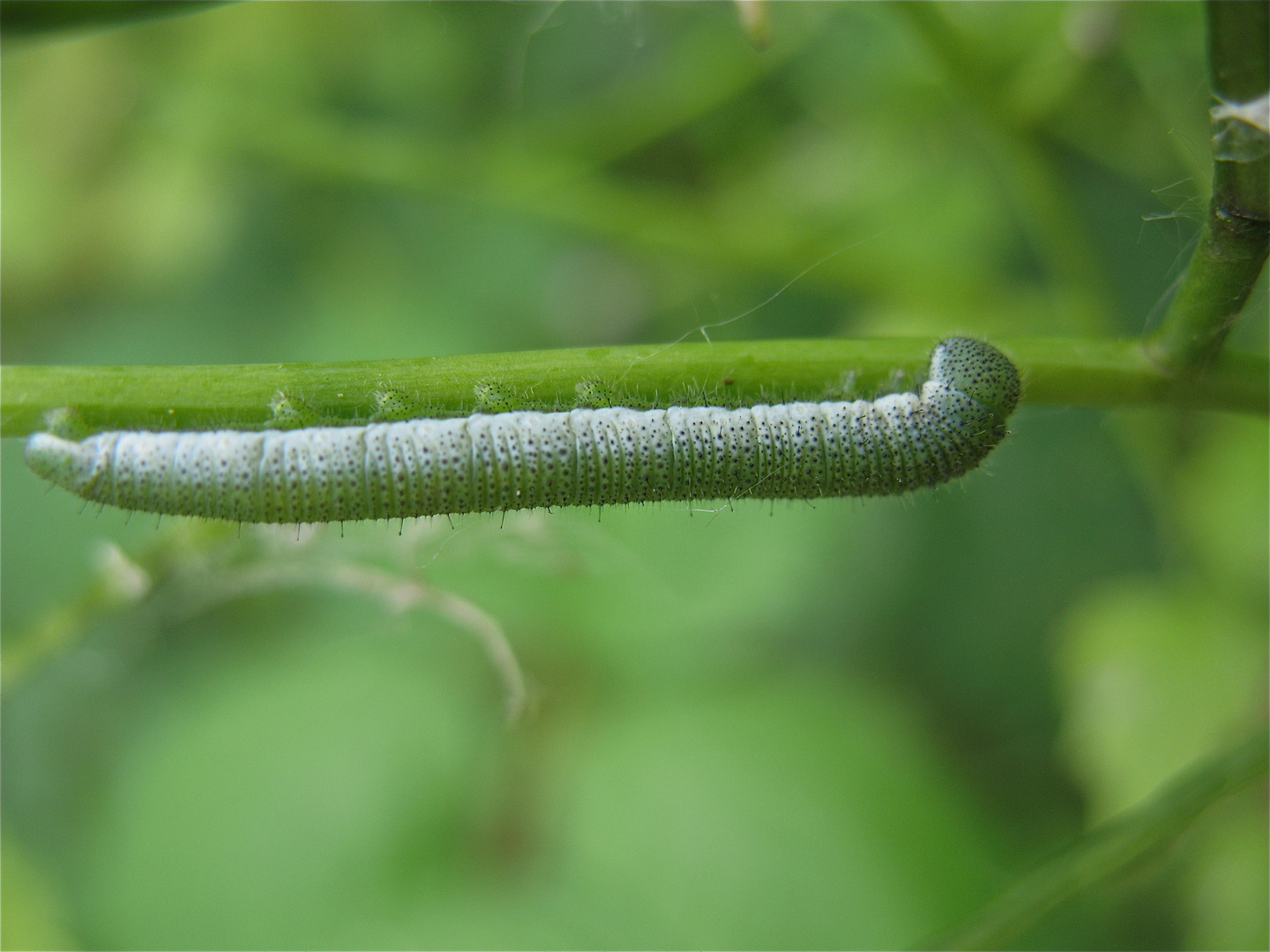 Raupe des Aurorafalters