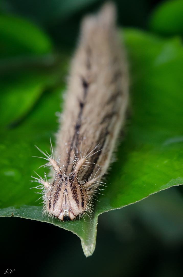 Raupe des Bananenfalters