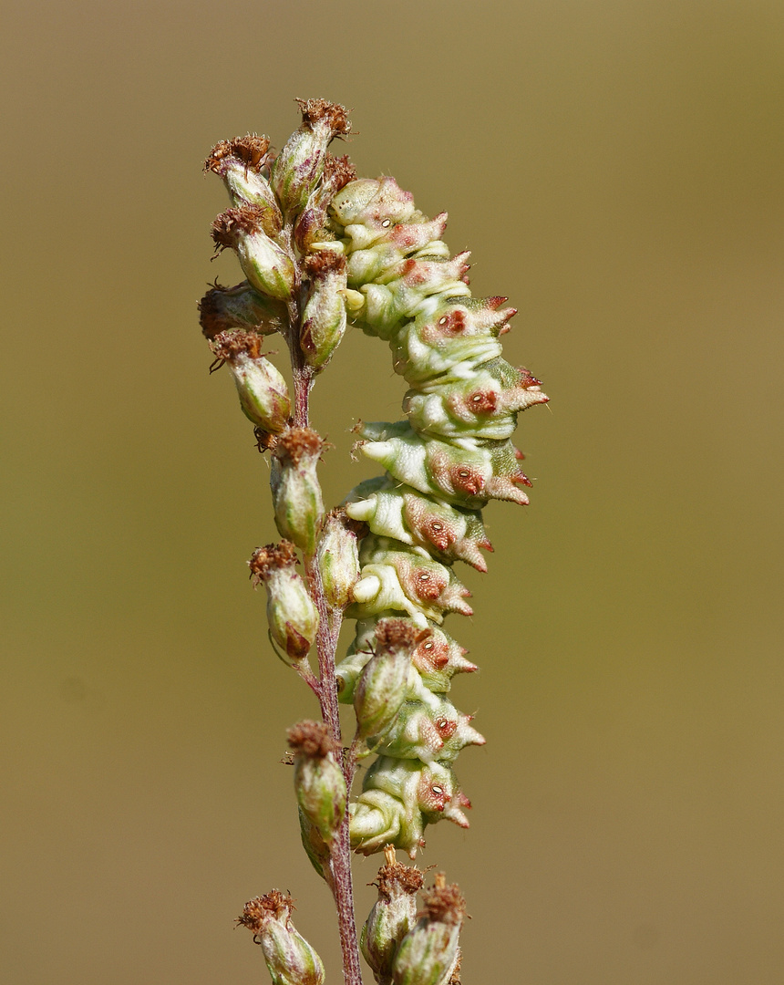 Raupe des Beifuß-Mönches (Cucullia artemisiae)...