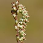 Raupe des Beifuß-Mönches (Cucullia artemisiae)...