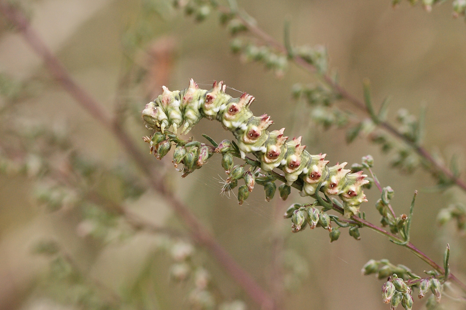 Raupe des Beifuß-Mönches (Cucullia artemisiae)