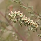 Raupe des Beifuß-Mönches (Cucullia artemisiae)