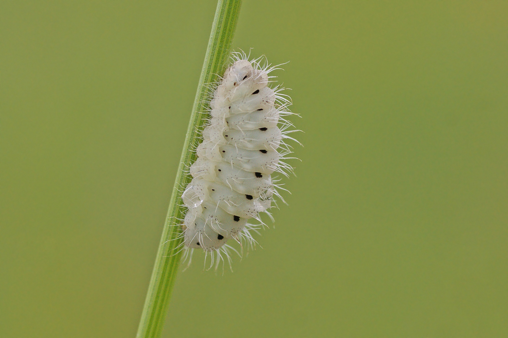 Raupe des Bibernell-Rotwidderchens (Zygaena minos)