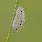 Raupe des Bibernell-Rotwidderchens (Zygaena minos)