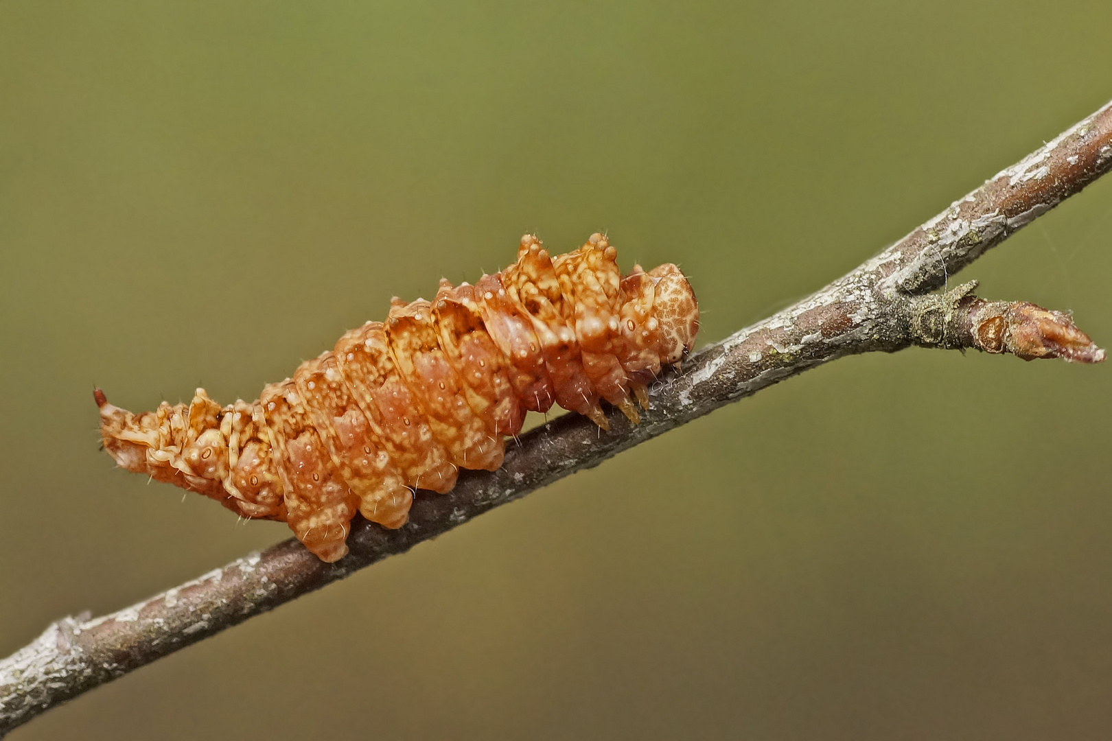 Raupe des Birken-Sichelflüglers (Falcaria lacertinaria)