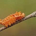 Raupe des Birken-Sichelflüglers (Falcaria lacertinaria)