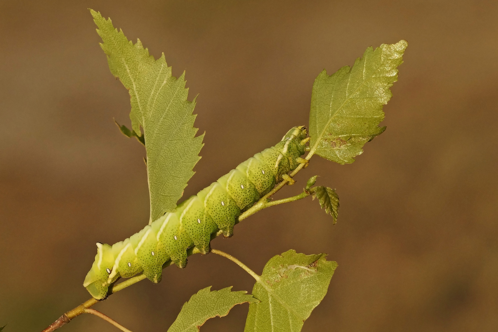 Raupe des Birkenspinners (Endromis versicolora)