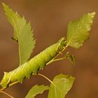 Raupe des Birkenspinners (Endromis versicolora)