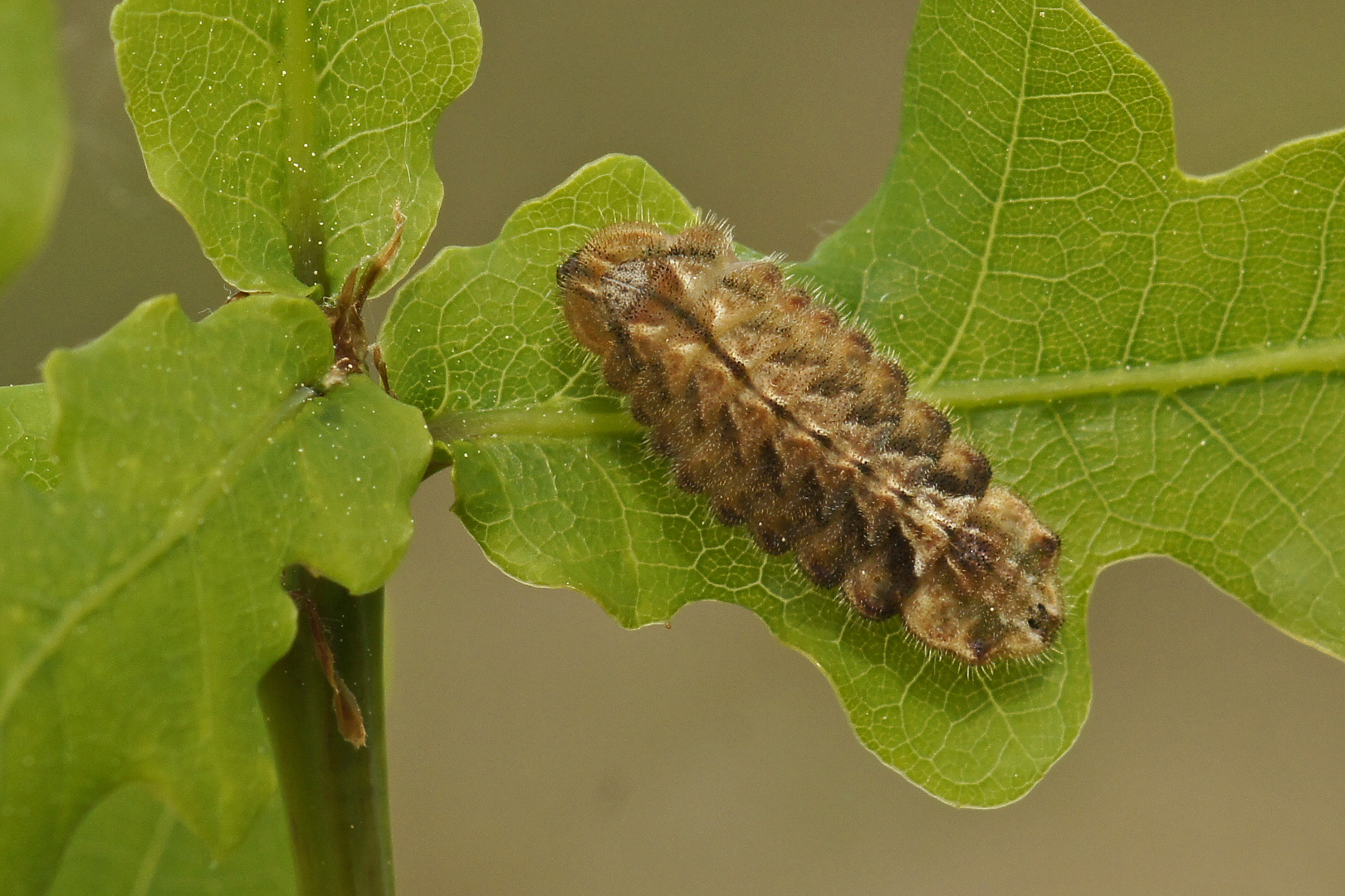 Raupe des Blauen Eichenzipfelfalters (Neozephyrus quercus)