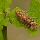 Raupe des Blauen Eichenzipfelfalters (Neozephyrus quercus)