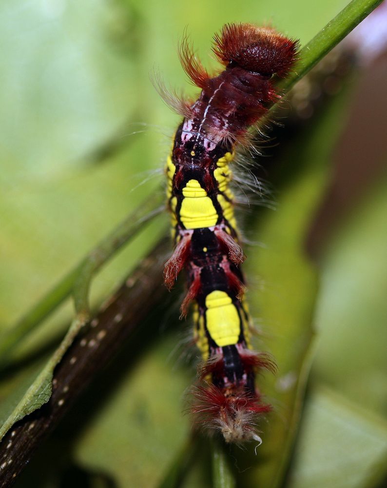 Raupe des Blauen Morphofalter (Morpho peleides), Manuel Antonio, Costa Rica