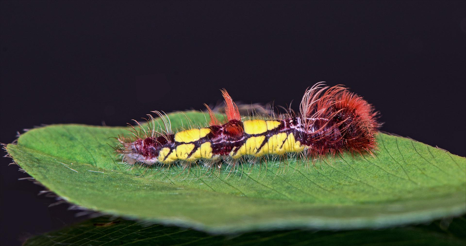 Raupe des Blauen Morphofalters