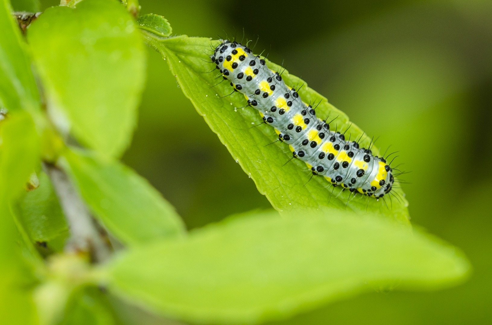 Raupe des Blaukopf (Diloba caeruleocephala)