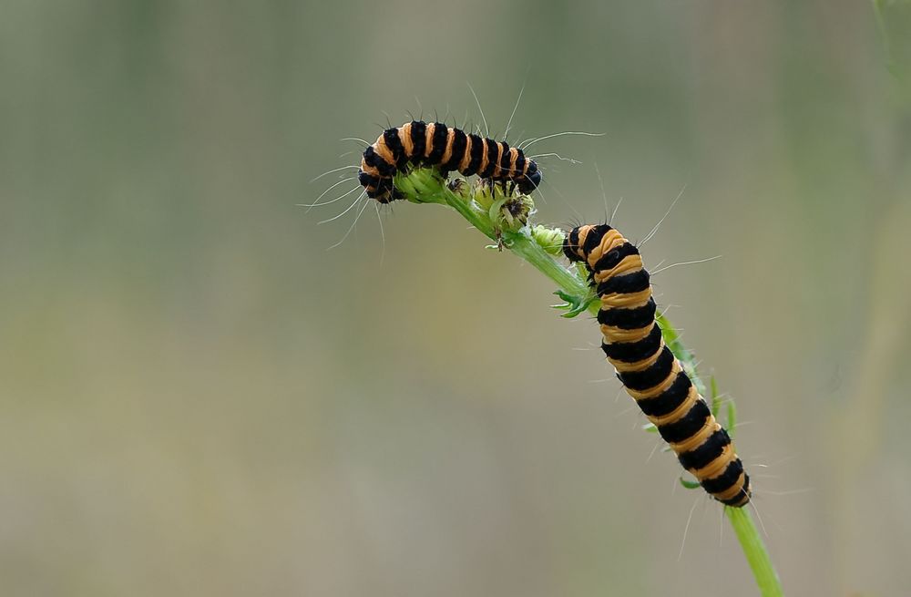 Raupe des Blutbär