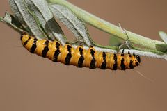 Raupe des Blutbären