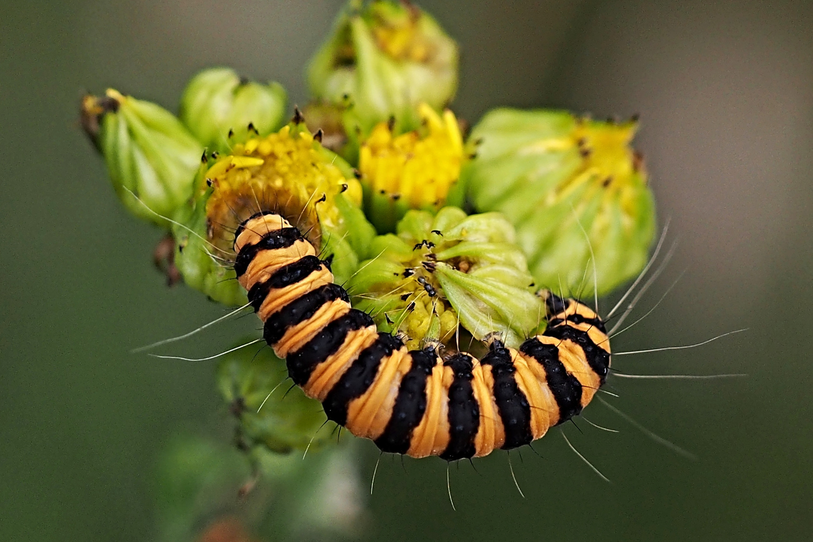 Raupe des Blutbären ( Tyria jacobaeae) 1