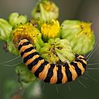 Raupe des Blutbären ( Tyria jacobaeae) 1