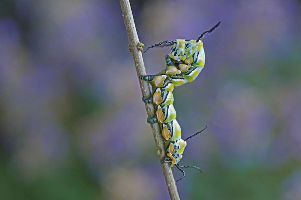 Raupe des Brahmaspinners (Brahmaea hearseyi)
