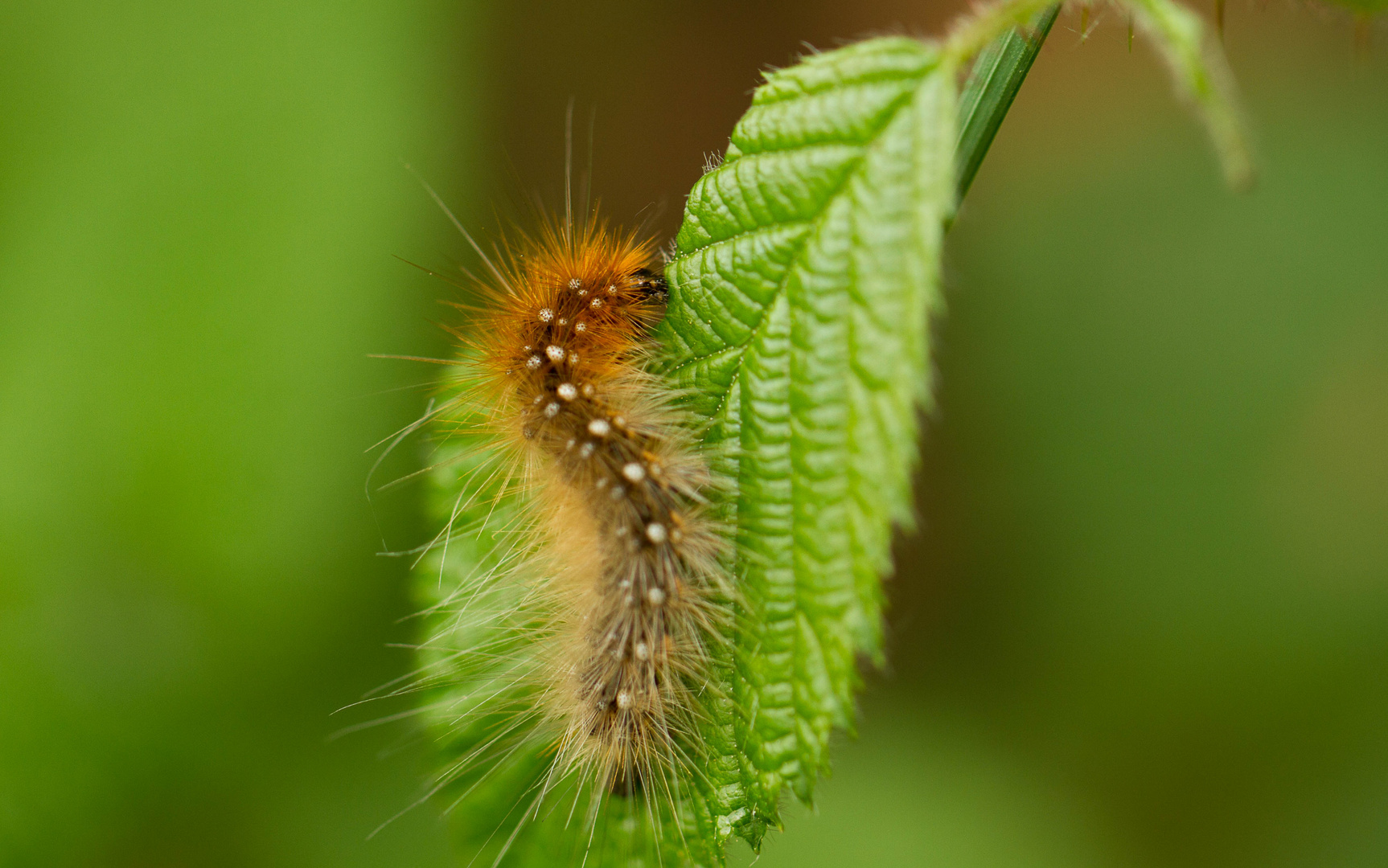 Raupe des Braunen Bär