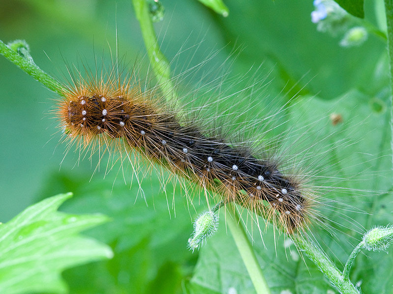 Raupe des Braunen Bären