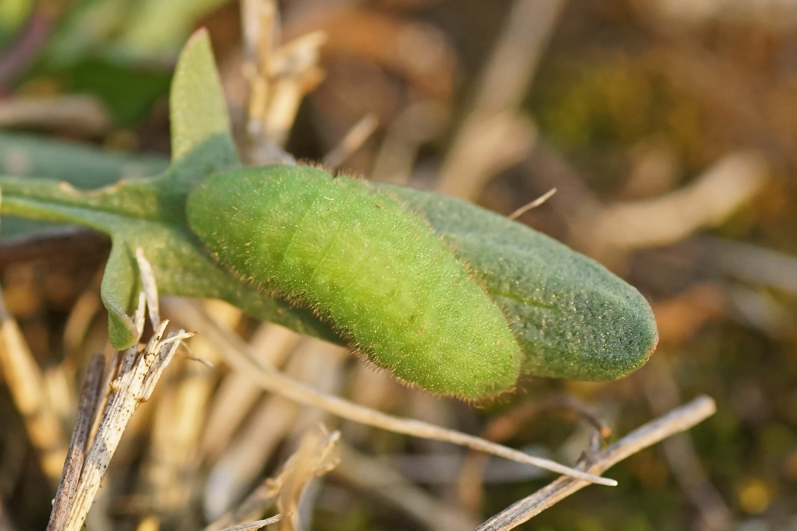 Raupe des Braunen Feuerfalters (Lycaena tityrus)