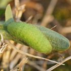 Raupe des Braunen Feuerfalters (Lycaena tityrus)