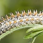 Raupe des Braunroten Scheckenfalters (Melitaea didyma)