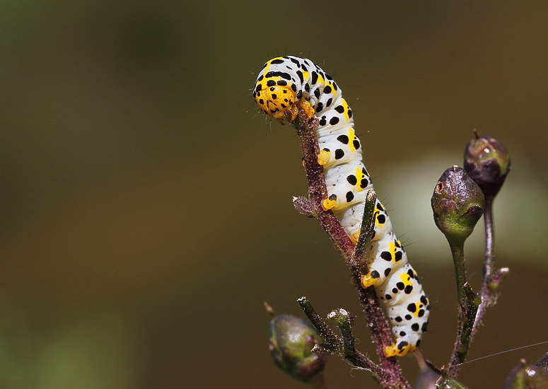 Raupe des Braunwurz-Mönch (Shargacucullia scrophulariae)