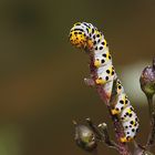 Raupe des Braunwurz-Mönch (Shargacucullia scrophulariae)