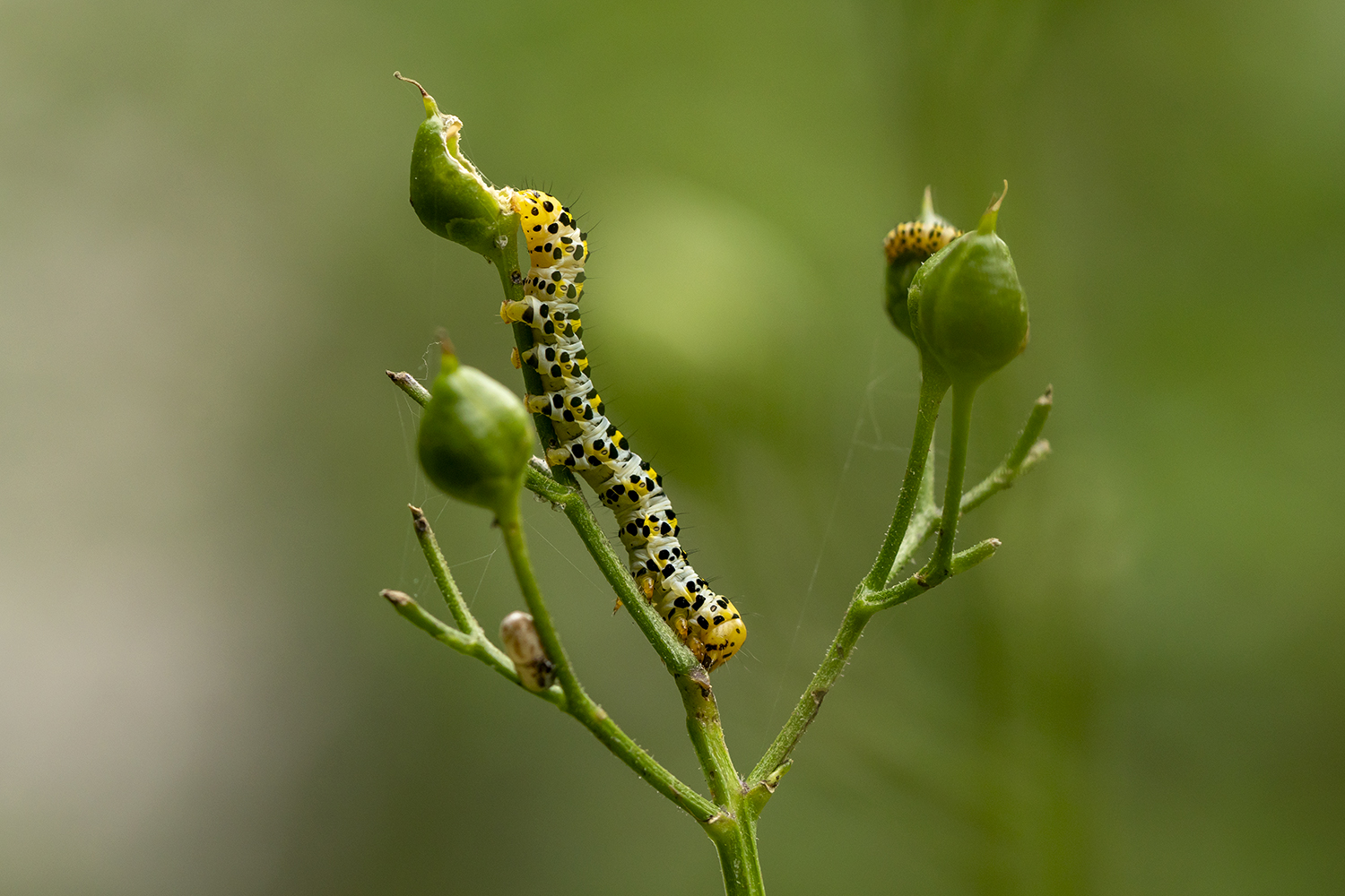 Raupe des Braunwurz-Mönchs (Shargacucullia scrophulariae)