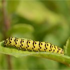 Raupe des Braunwurzmoenchs