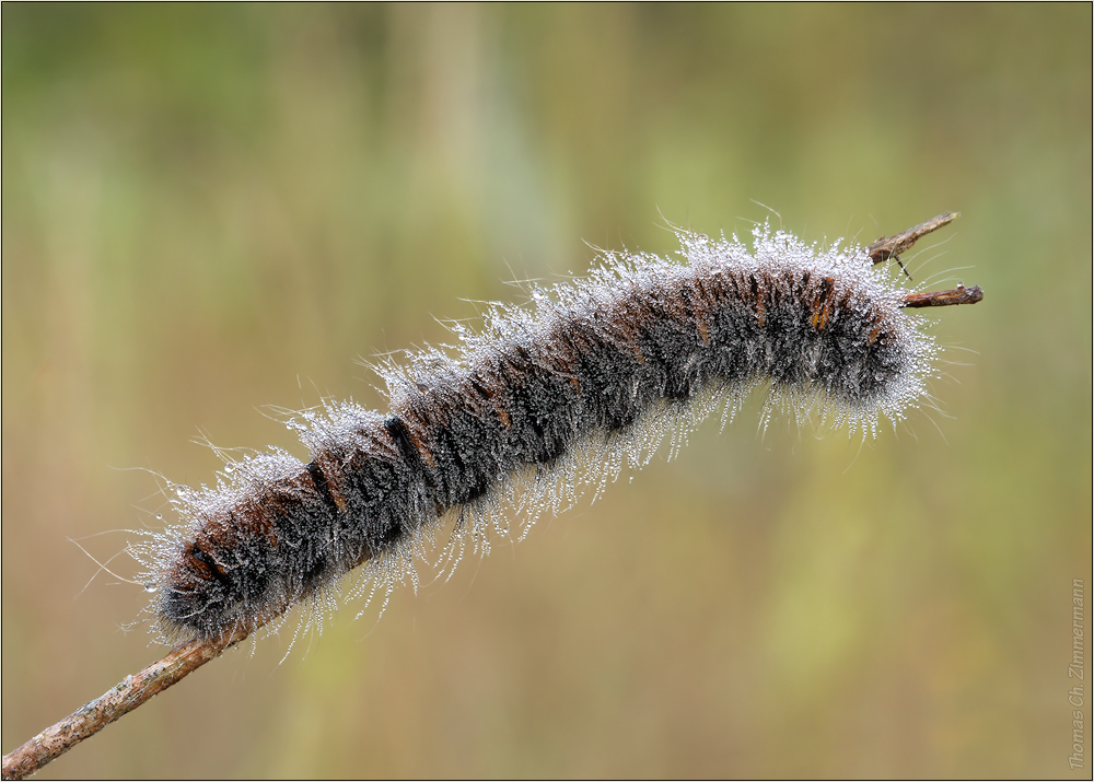 Raupe des Brombeer -spinner