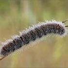 Raupe des Brombeer -spinner