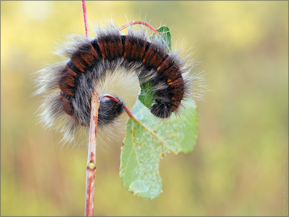 Raupe des Brombeer -Spinner