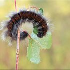 Raupe des Brombeer -Spinner