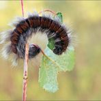 Raupe des Brombeer -Spinner