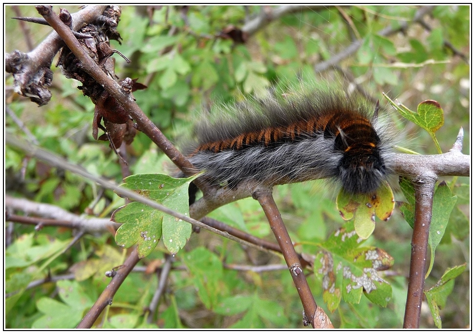 Raupe des Brombeer-spinners...