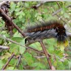 Raupe des Brombeer-spinners...