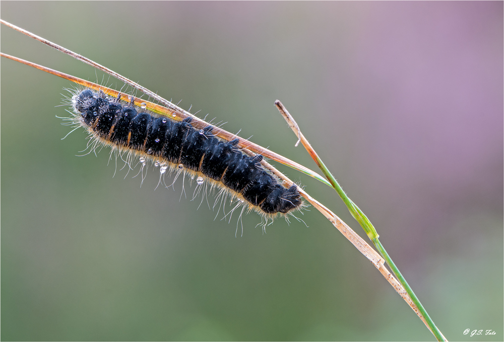 Raupe des Brombeerspinner