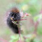 Raupe des Brombeerspinners (Macrothylacia rubi)