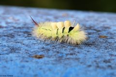 Raupe des Buchen - Streckfuß