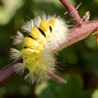 Raupe des Buchen-Streckfuß ( Calliteara pudibunda ) 