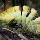 Raupe des Buchen-Streckfuß (Calliteara pudibunda)