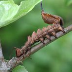 Raupe des Buchen-Zahnspinners 3